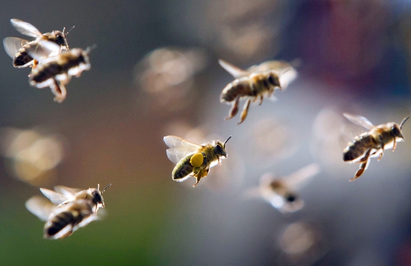 Ong đi lấy mật