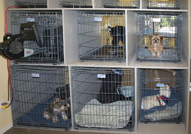 Các trường hợp sử dụng tối ưu cho máy ozone cầm tay